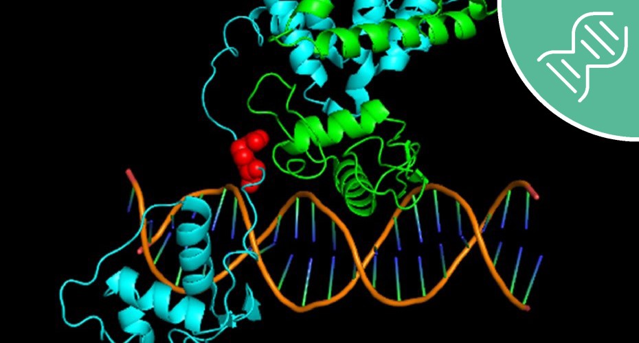 Image of gene structure
