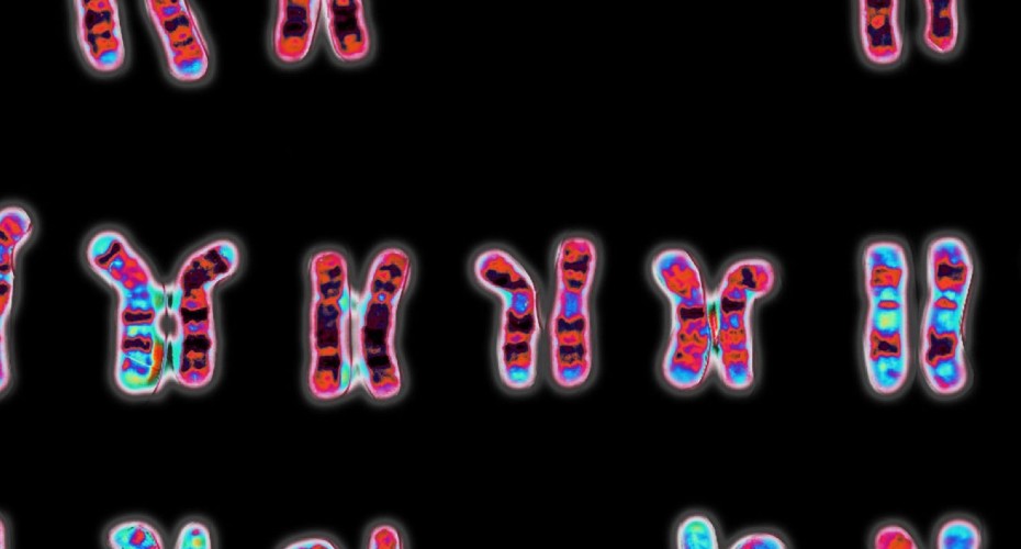 Image of gene structures