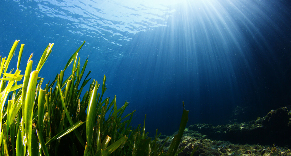 Plant life under the sea