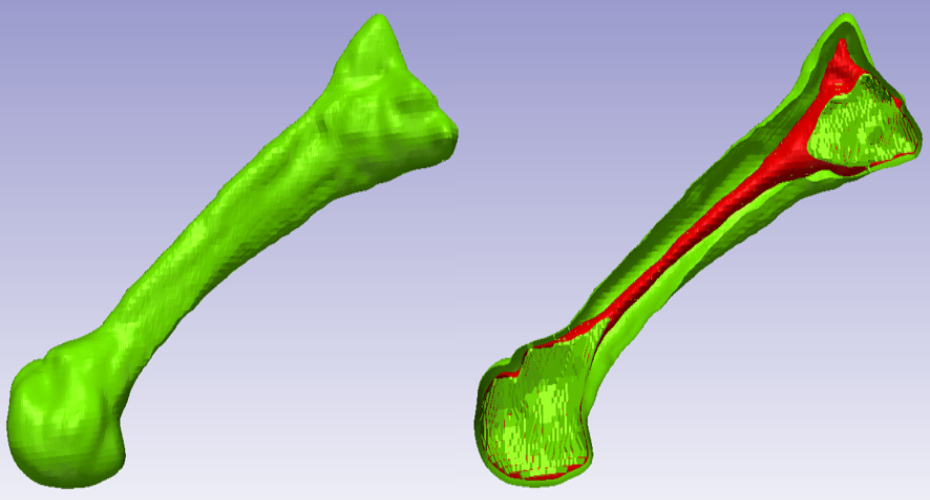3D representation of two bones
