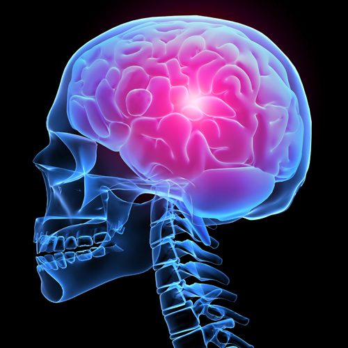 Graphic showing a pink brain in a blue skeleton