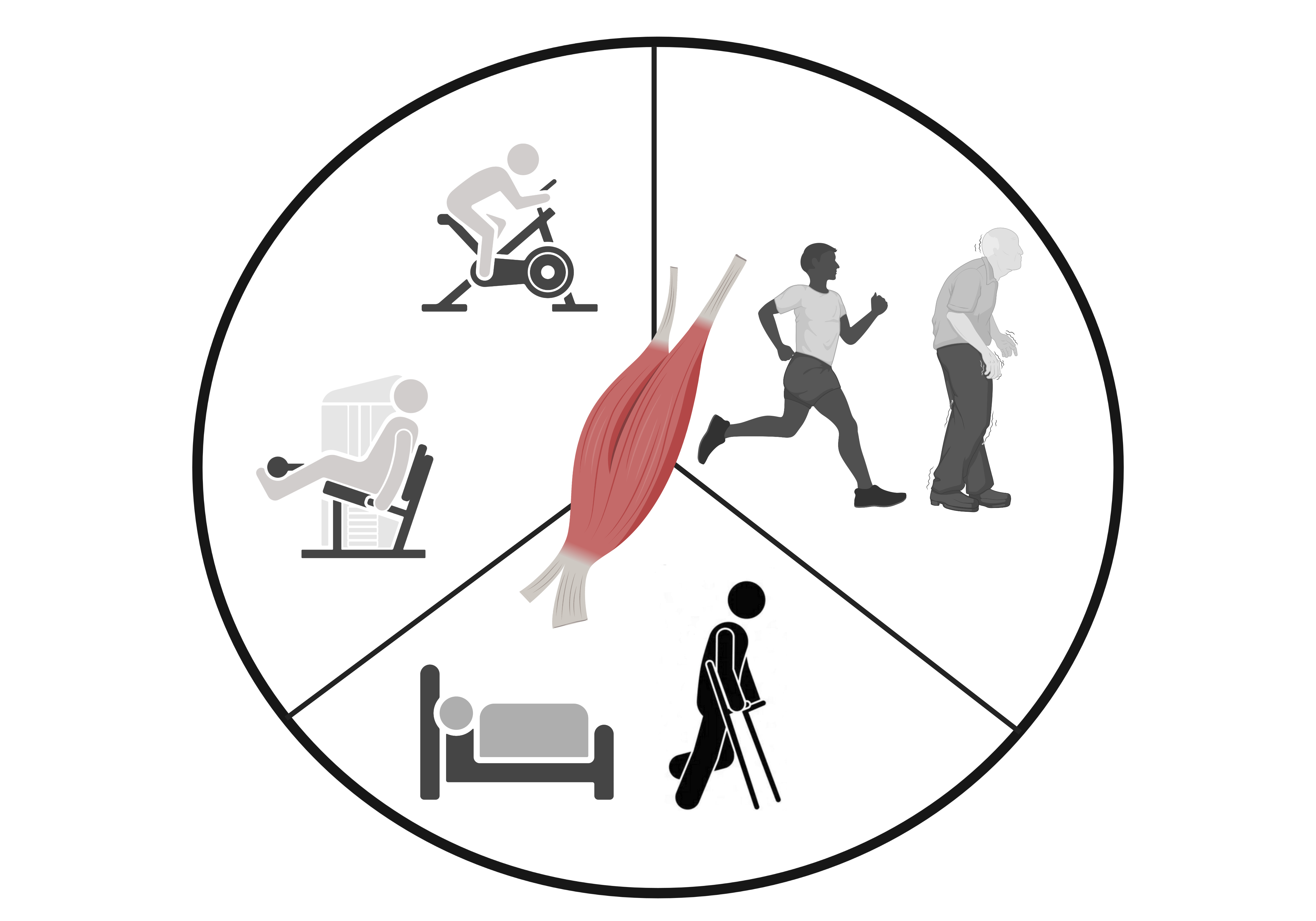 Graphic logo showing a muscle in the centre of a circle, surrounded by people exercising and recovering from illness
